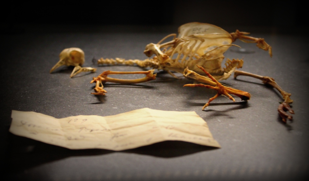 Treasures of Natural History: Dodos, Darwin’s Pigeons and Neanderthal Skulls