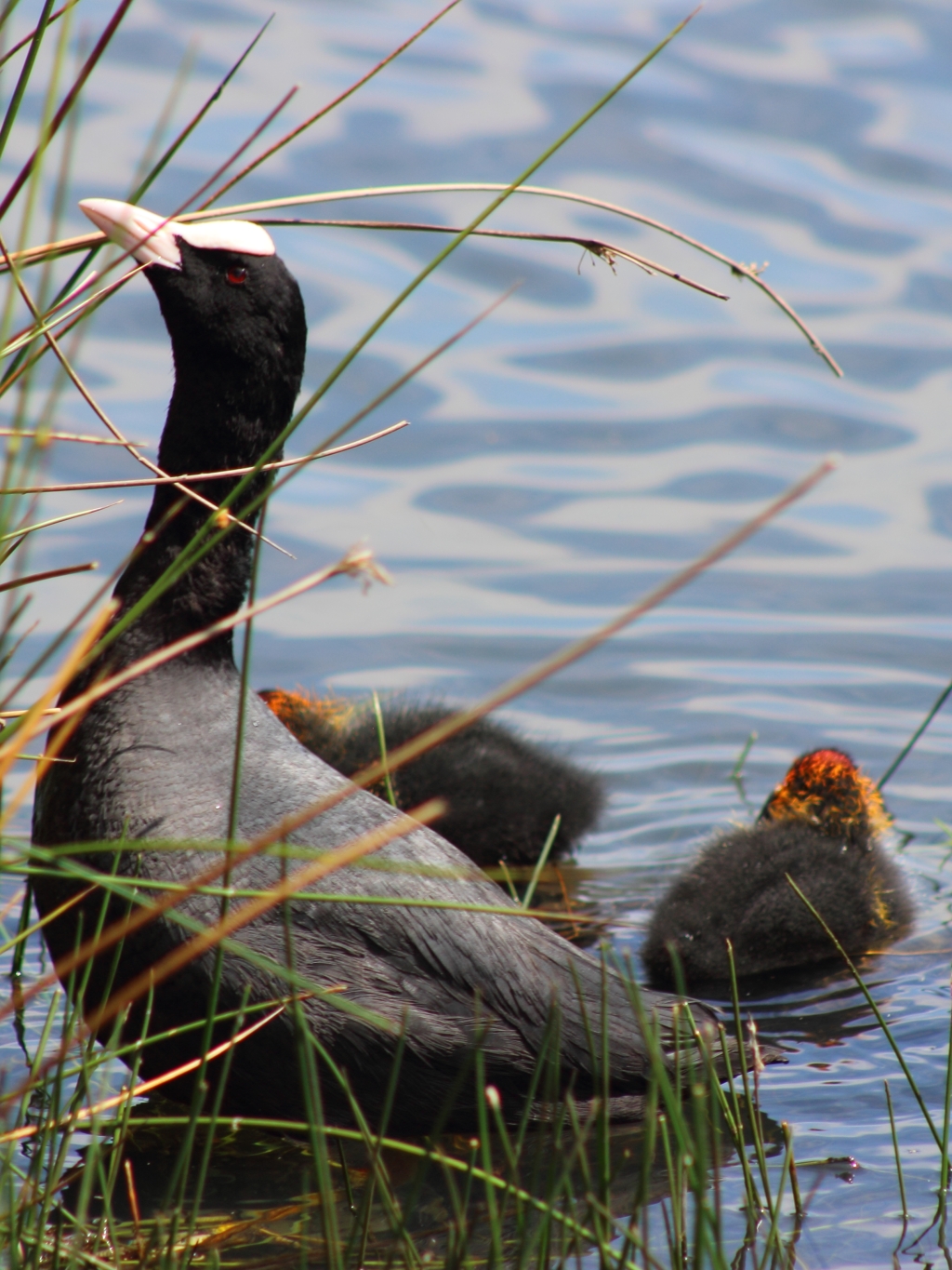 Coot with Chicks in Richmond Park, London